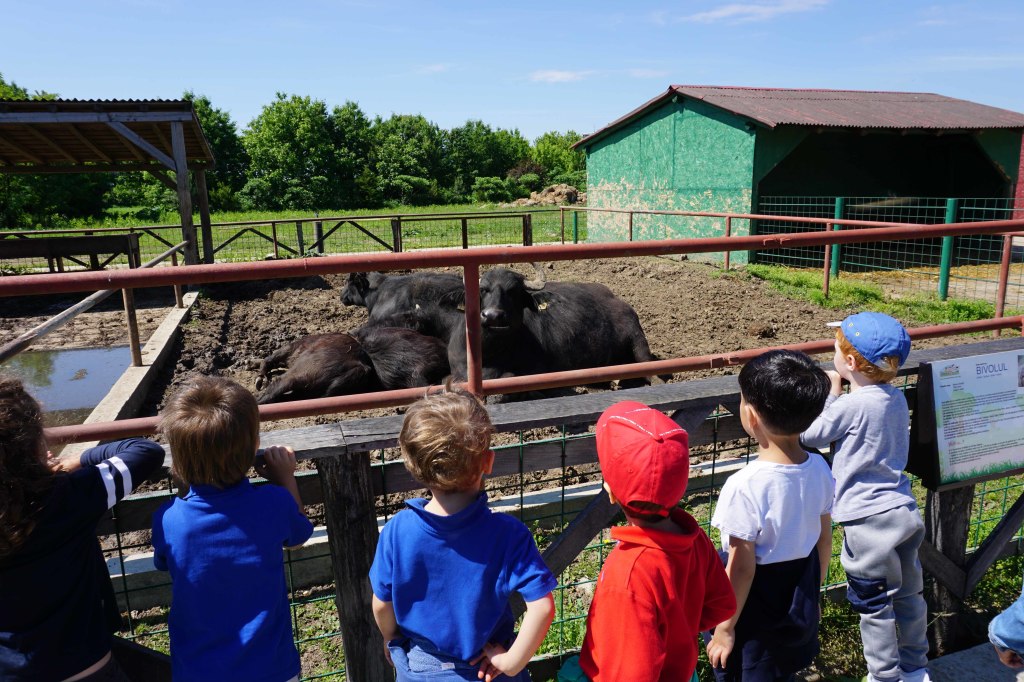 Acorns Nursery farm visit